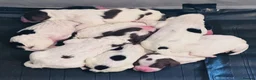 English Springer Spaniel dogs for sale: English springer spaniel puppies - Advert 22