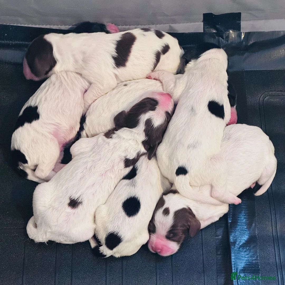 English Springer Spaniel dogs for sale: English springer spaniel puppies - Advert 22
