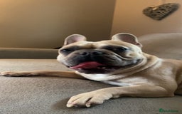 French Bulldog dogs for stud: Frenchie for Stud pure breed with papers - Image 4