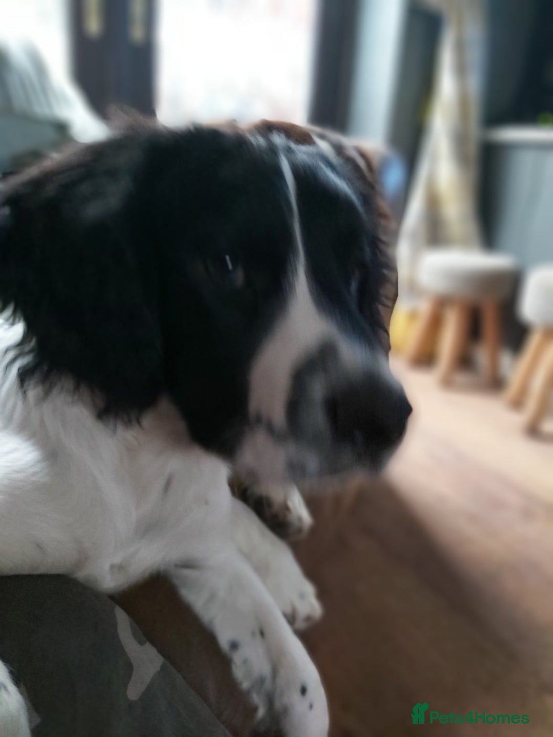 English Springer Spaniel dogs for sale: English Springer Spaniel (boy) - Image 2