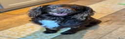 Sprocker dogs for sale: Sprocker Spaniel pups  in Stranraer - Advert 35