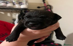 Patterdale Terrier dogs for sale: Patterdale puppies good bloodlines - Image 6
