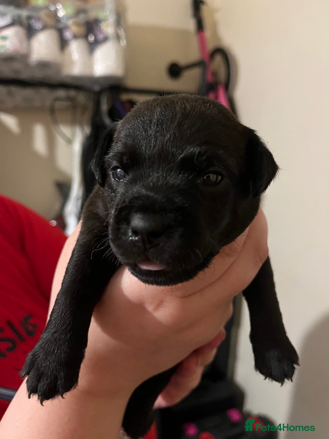 Patterdale Terrier dogs for sale: Patterdale puppies good bloodlines - Image 6
