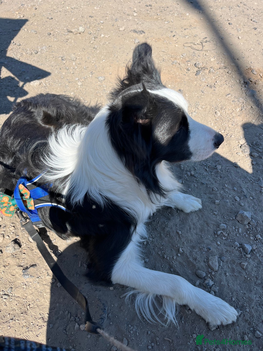 Border Collie dogs for sale: New home for max  - Image 8