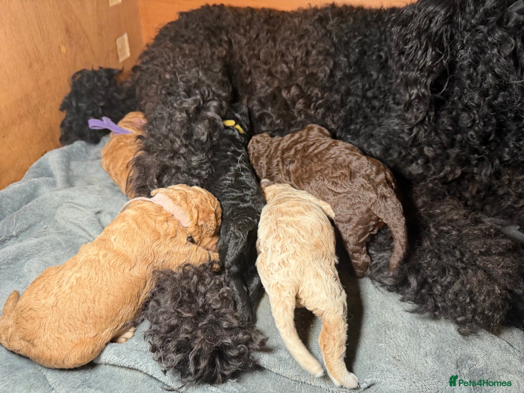 Goldendoodle dogs for sale: Beautiful Rainbow Litter of Goldendoodles - Advert 13