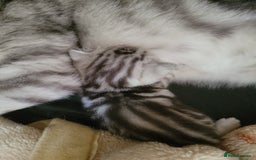 British Shorthair cats for sale: British Shorthair Silver Tabby  - Image 14