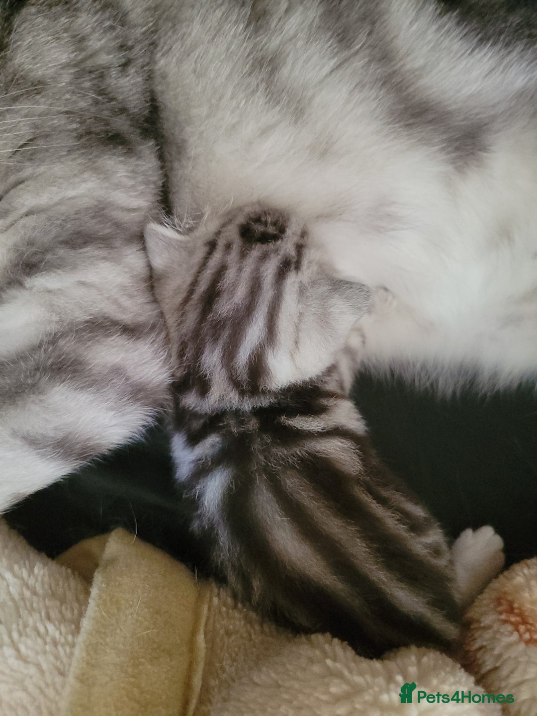 British Shorthair cats for sale: British Shorthair Silver Tabby  - Image 14