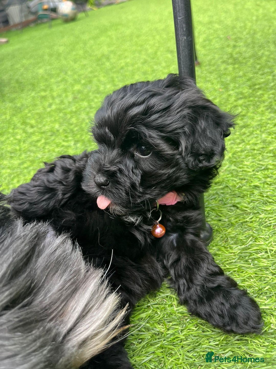 Mixed Breed dogs for sale: Cutest Havadoodles - Image 7