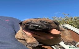 Belgian Shepherd Dog dogs for sale: Beautiful Belgian Malinois Puppies  - Image 4