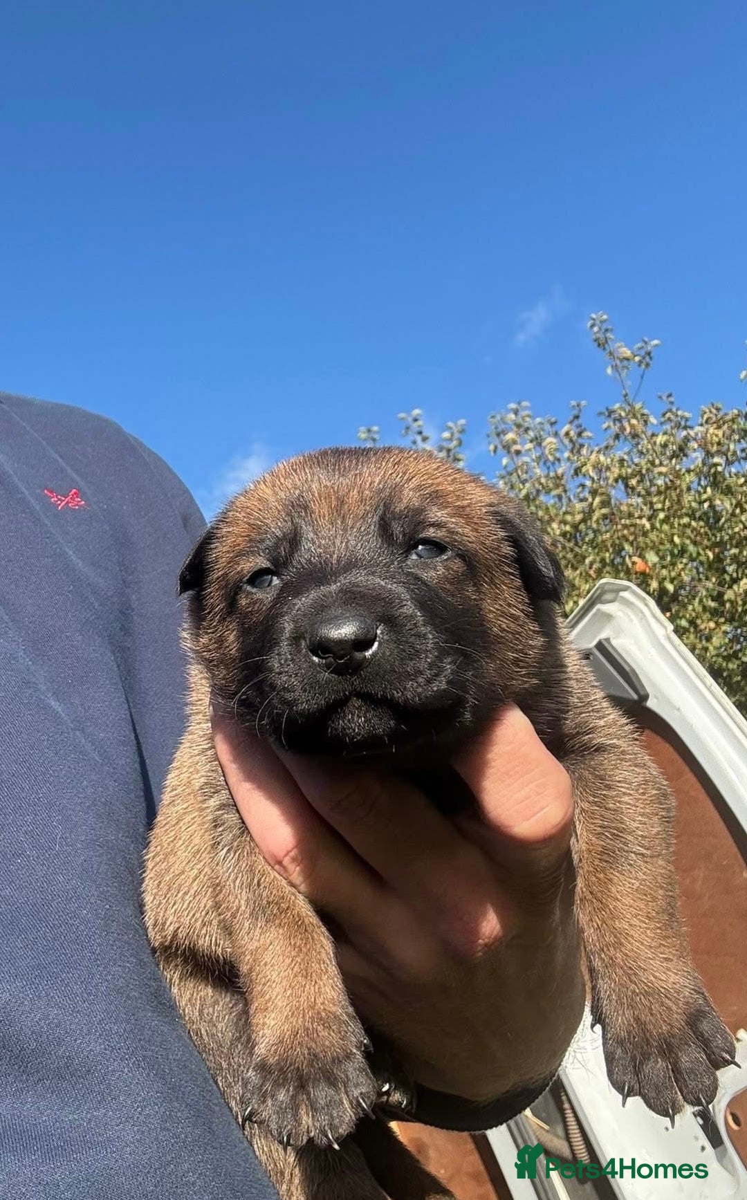 Belgian Shepherd Dog dogs for sale: Beautiful Belgian Malinois Puppies  - Image 4