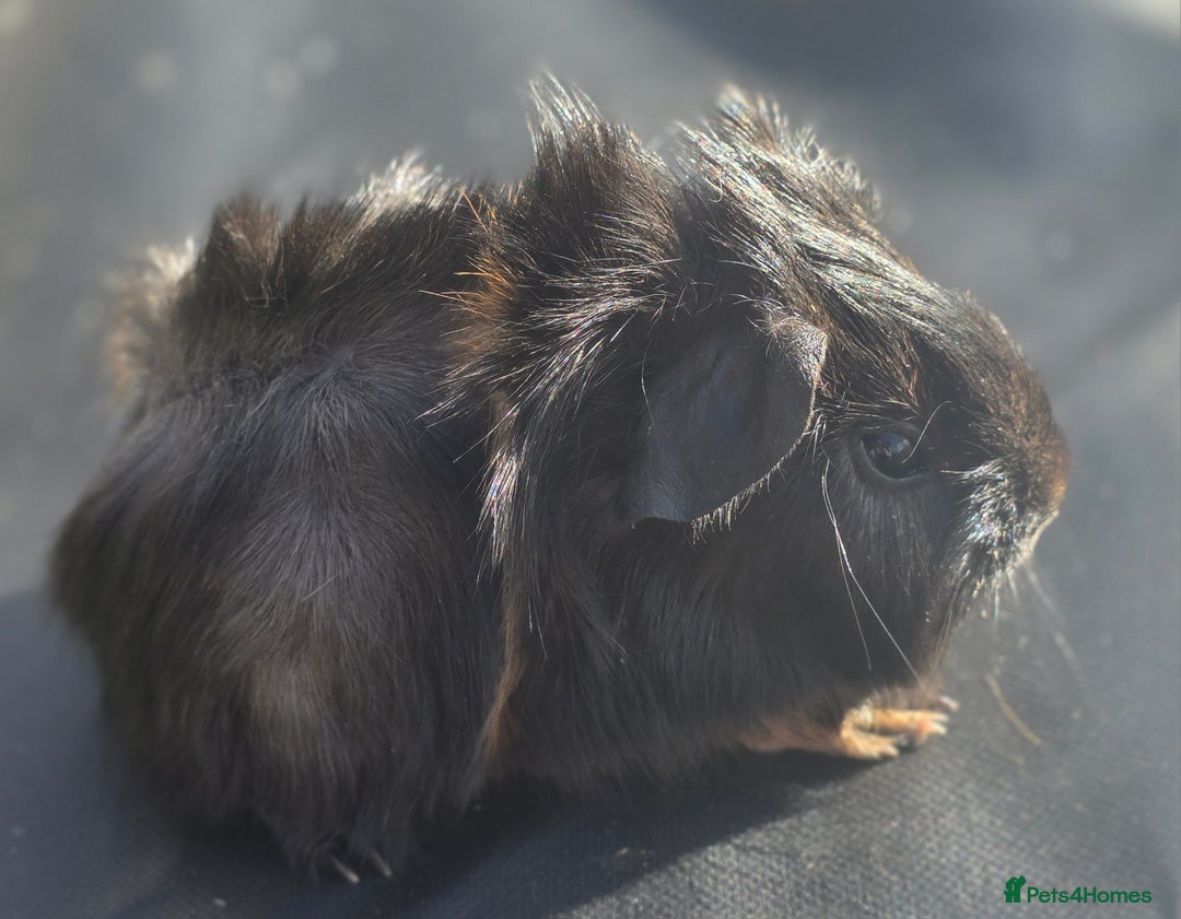 Guinea Pig rodents for sale: Gorgeous baby boy guinea pigs  - Image 4