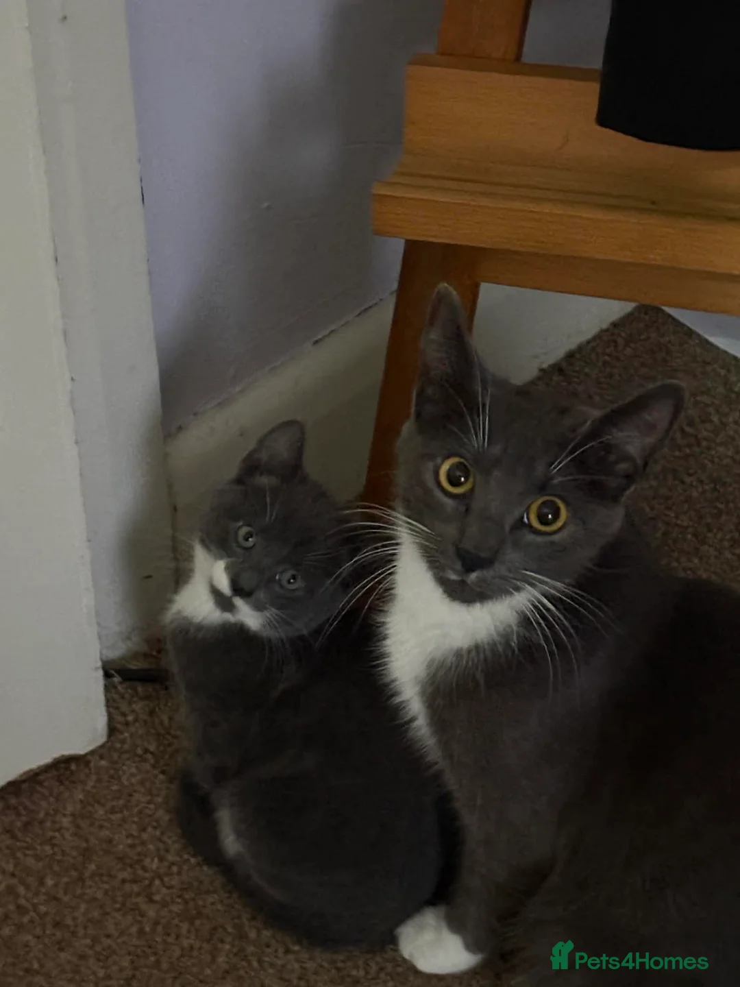 Mixed Breed cats for sale: Kittens - Advert 2