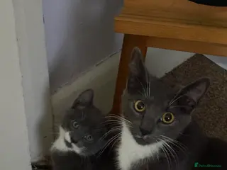 Mixed Breed cats Kittens - Advert 11