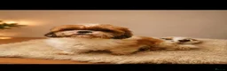 Shih Tzu dogs for sale: 🐶 Beautiful Shih Tzu Puppies for Sale 🐶 - Advert 22