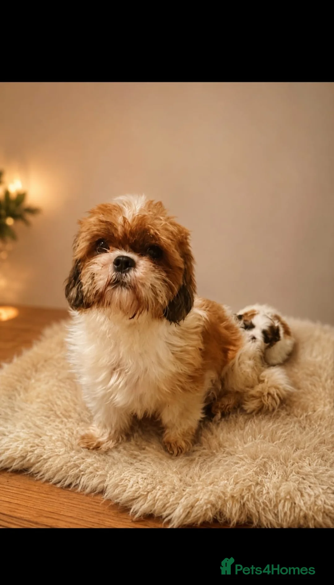 Shih Tzu dogs for sale: 🐶 Beautiful Shih Tzu Puppies for Sale 🐶 - Advert 22