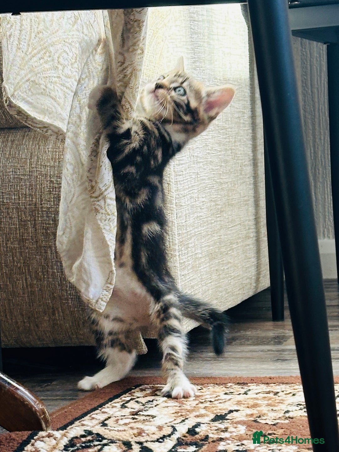 Domestic Shorthair cats for sale: 4 little Cats.  - Image 11