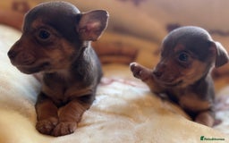 Jack Russell dogs for sale: Much Wenlock stunning miniature puppy  - Advert 27