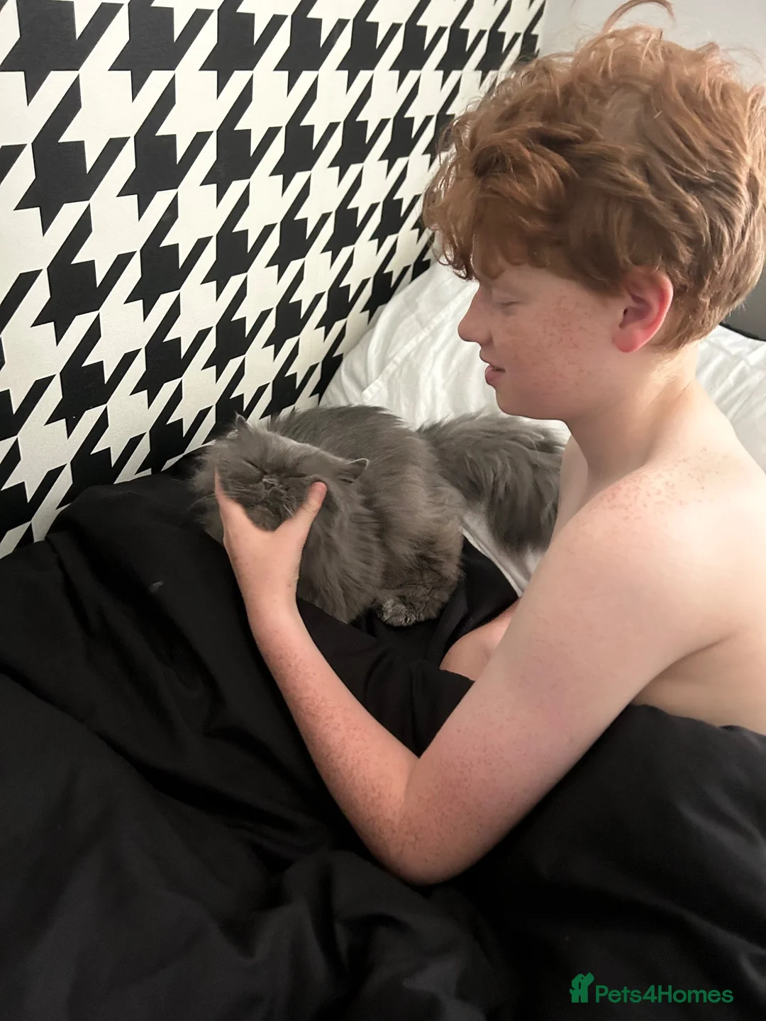 Persian cats for sale: Blue Longhaired Persion - Advert 2