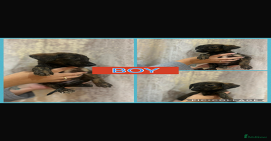Mixed Breed dogs - Advert 6