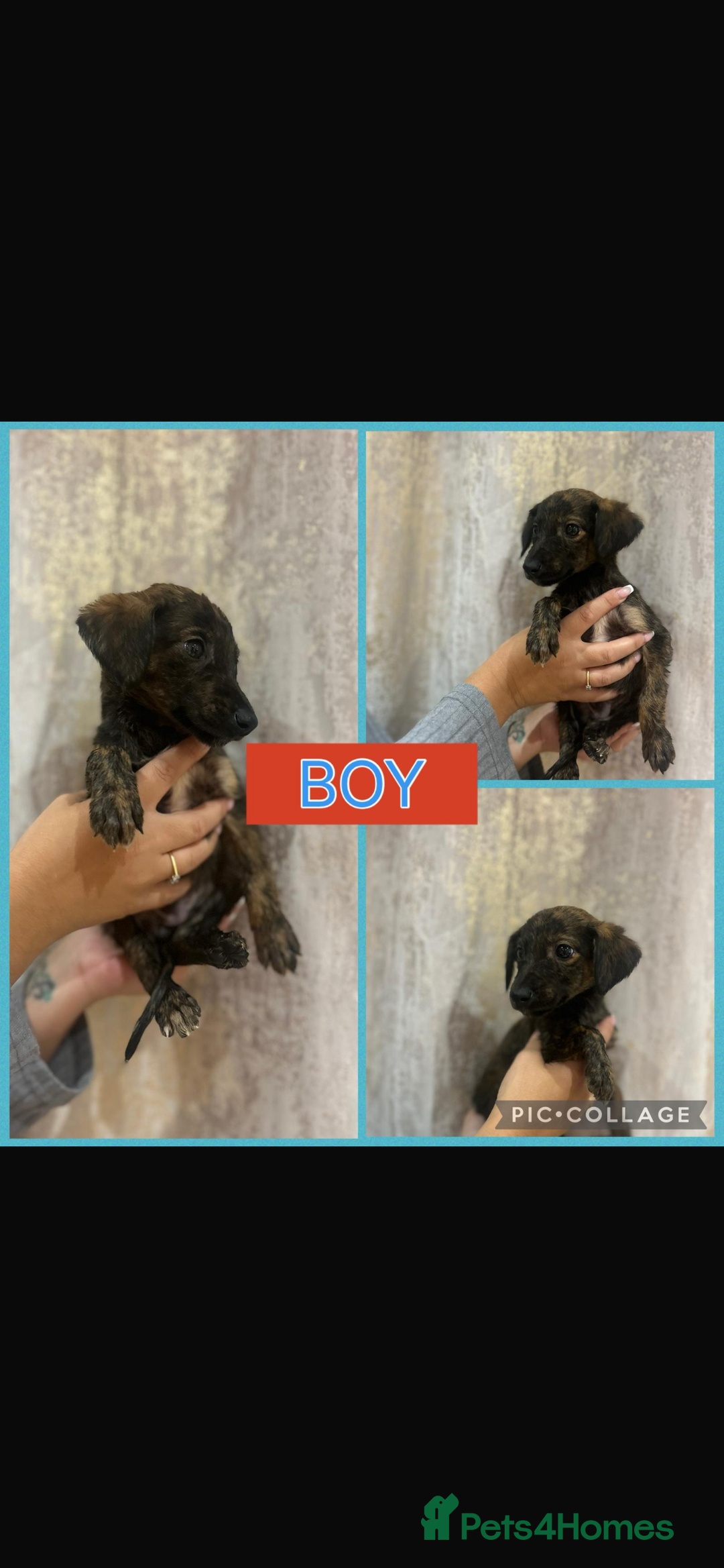 Mixed Breed dogs for sale: Greyhound - Image 2