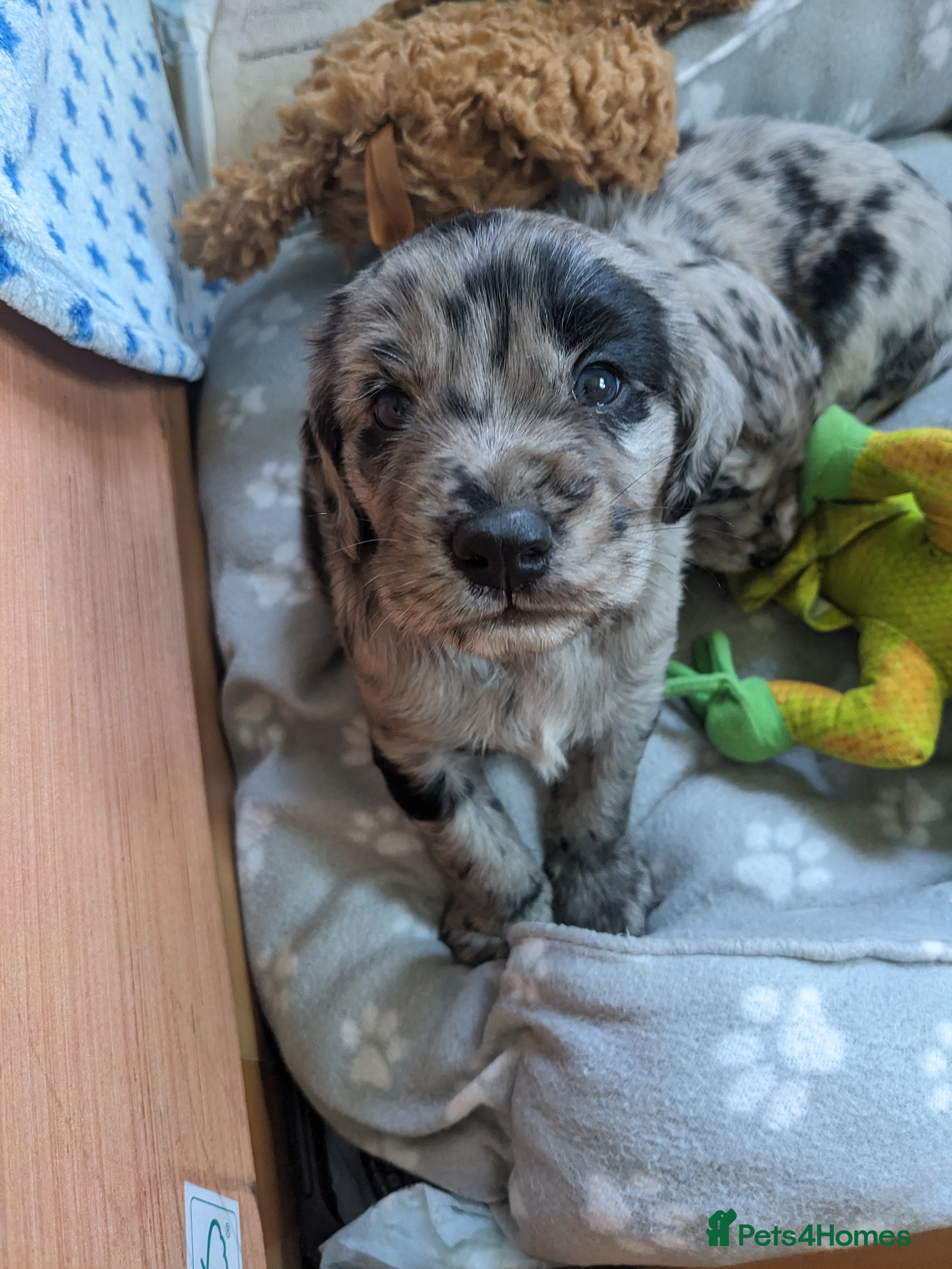 Cocker Spaniel dogs Beautiful merle cocker x collie puppies - Advert 16