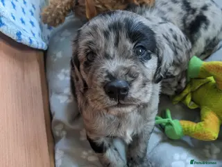 Cocker Spaniel dogs Beautiful merle cocker x collie puppies - Advert 16