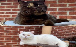 British Shorthair cats for sale: 🐻‍❄️Cuddly Pollar Bear/BSH Boy🐻‍❄️🤪🍼☘️ - Image 10