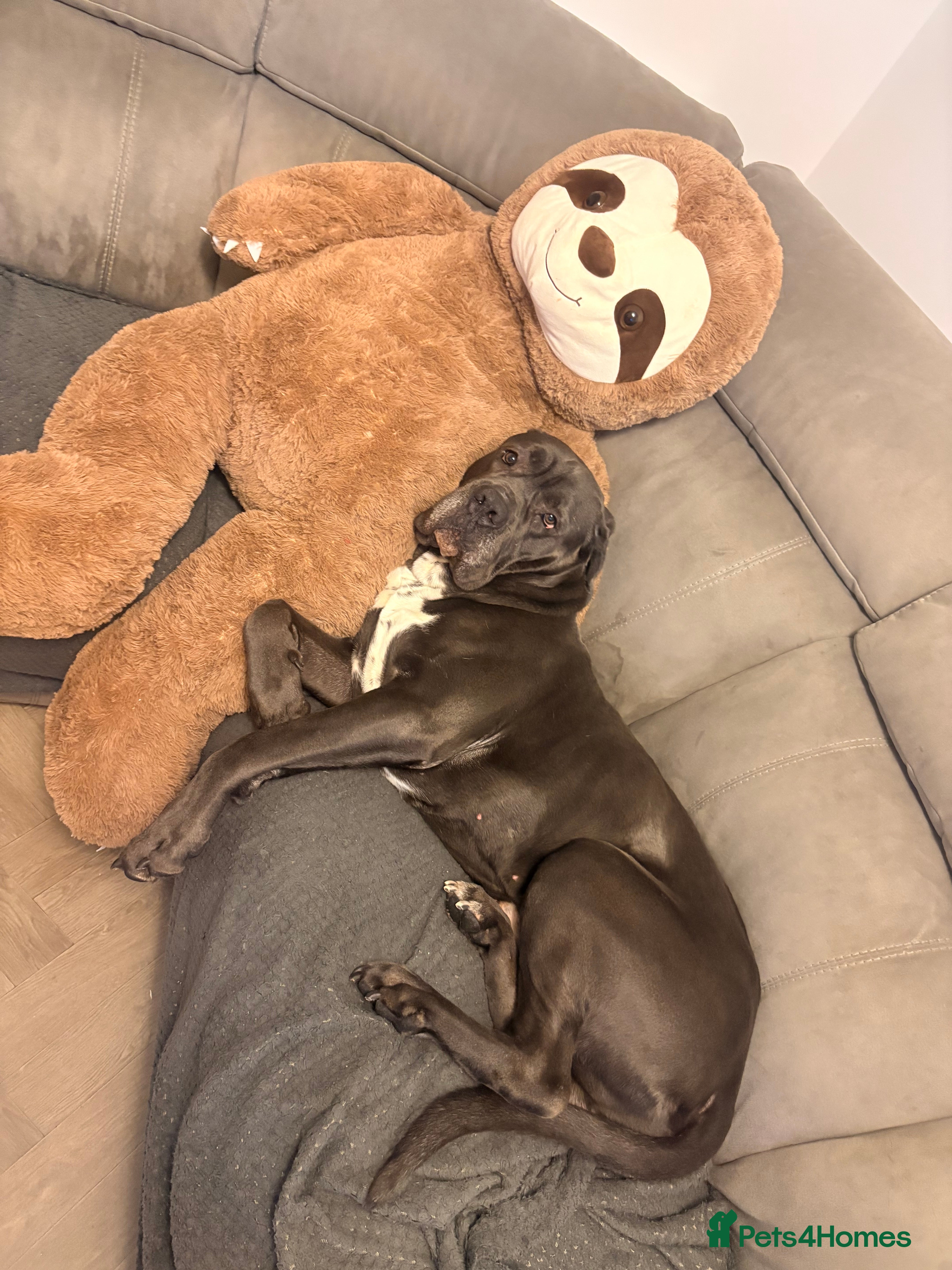 Cane Corso dogs FOR STUD Beautiful Blue Cane Corso in Sandy - Advert 15