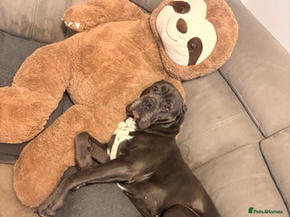 Cane Corso dogs FOR STUD Beautiful Blue Cane Corso in Sandy - Advert 3