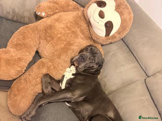 Cane Corso dogs FOR STUD Beautiful Blue Cane Corso in Sandy - Advert 10