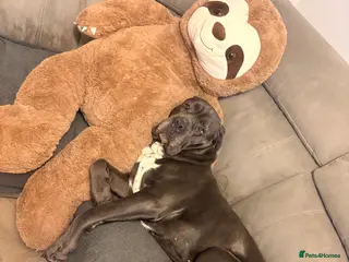 Cane Corso dogs FOR STUD Beautiful Blue Cane Corso in Sandy - Advert 12