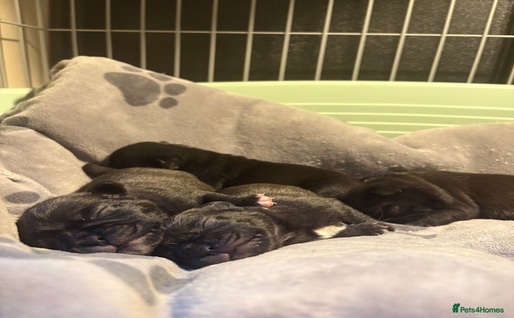 Pug dogs - Advert 15
