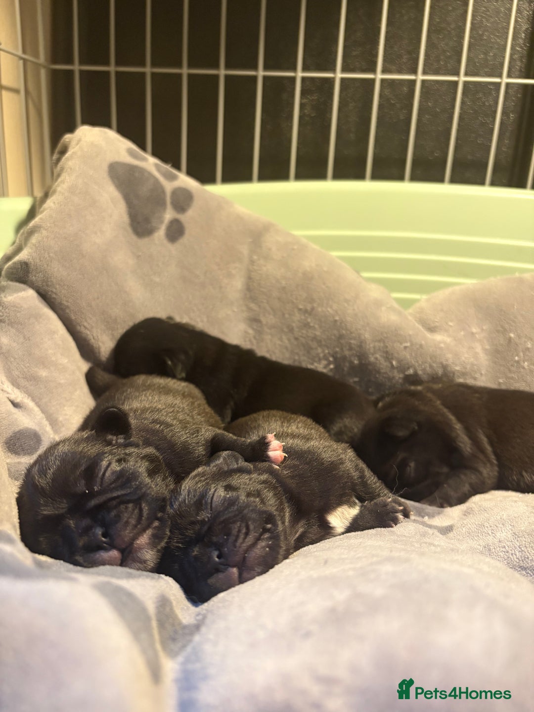 Pug dogs for sale: 3 Pure Breed Pug Puppies looking for forever homes - Image 1
