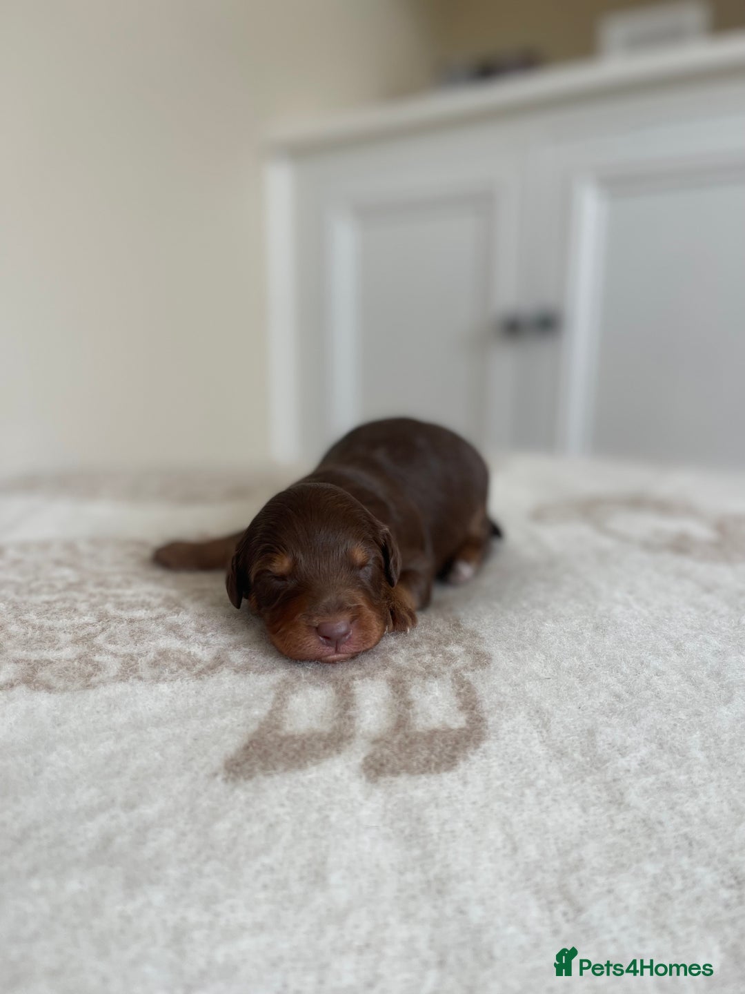 Bordoodle dogs for sale: OUTSTANDING *TRI COLOUR* MINIATURE BORDOODLES - Image 24