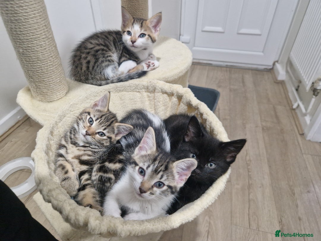 Maine Coon cats for sale: 4 beautiful  maine coon cross  kittens  - Image 6