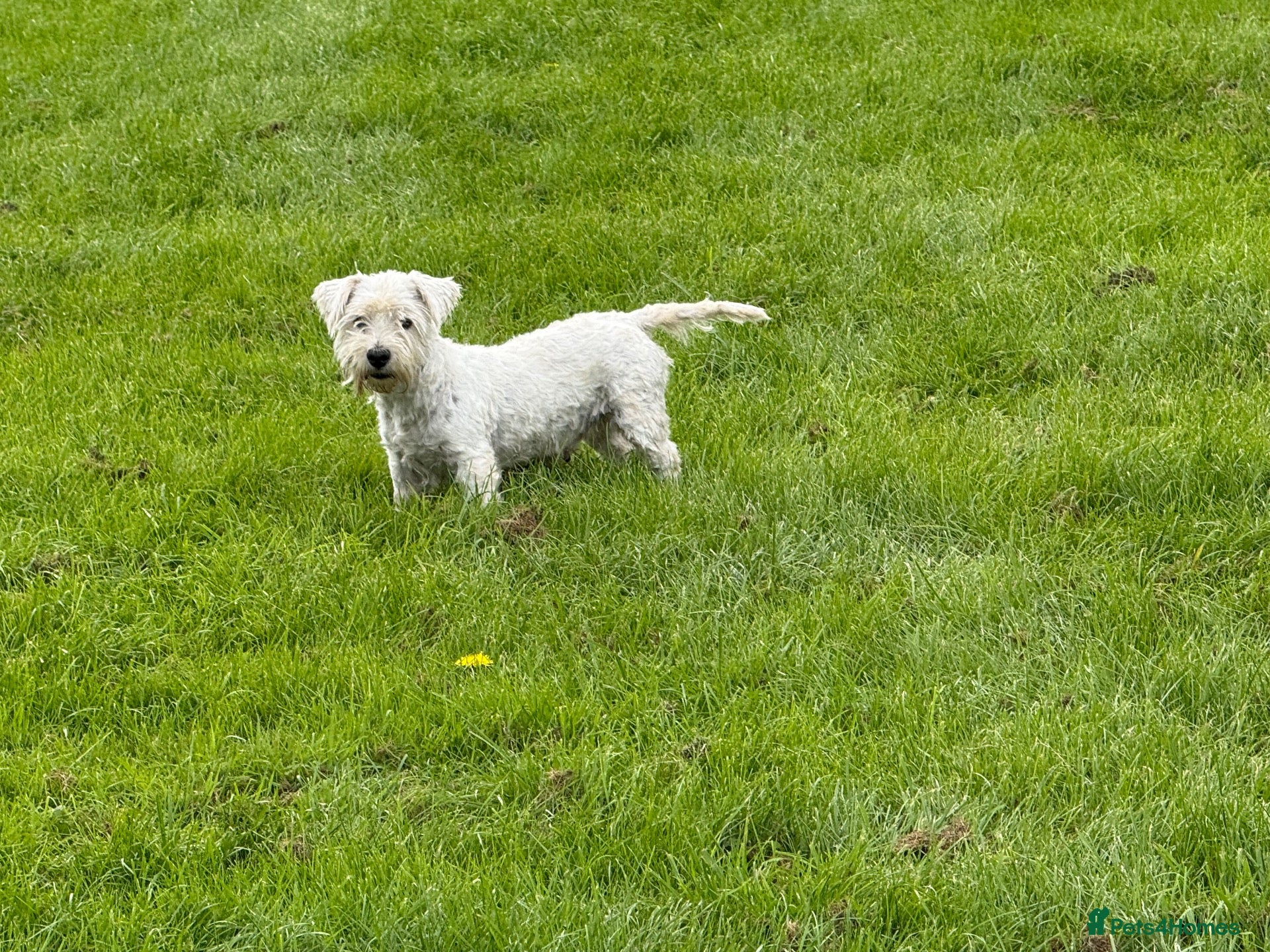 Mixed Breed dogs Westie Mix - Advert 1