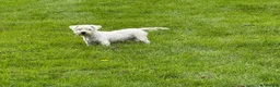 Mixed Breed dogs for sale: Westie Mix - Advert 1