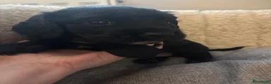 Cocker Spaniel Puppy 4