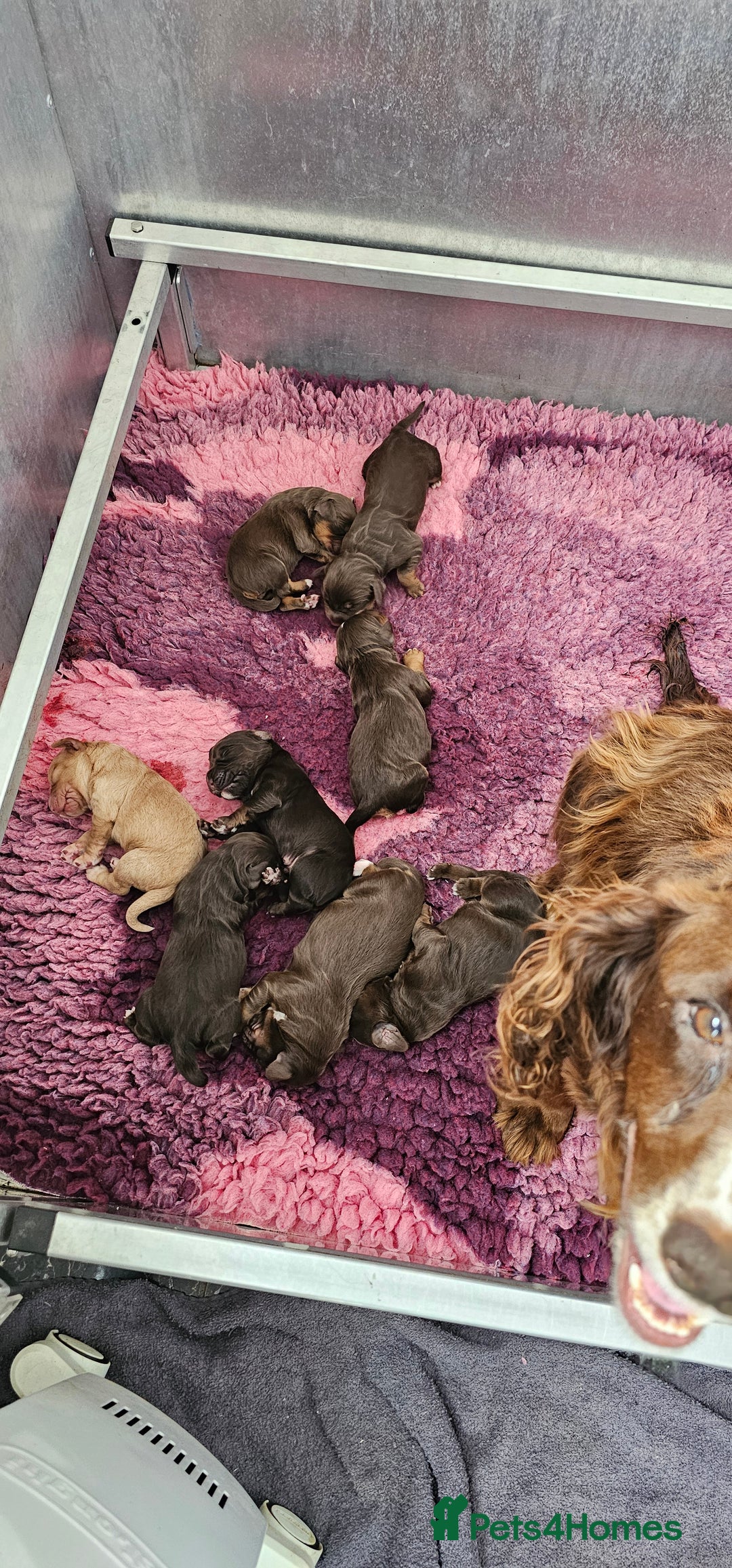 Cocker Spaniel dogs for sale: 8 AMAZING KC REG WORKING COCKER SPANIEL PUPPIES - Image 32