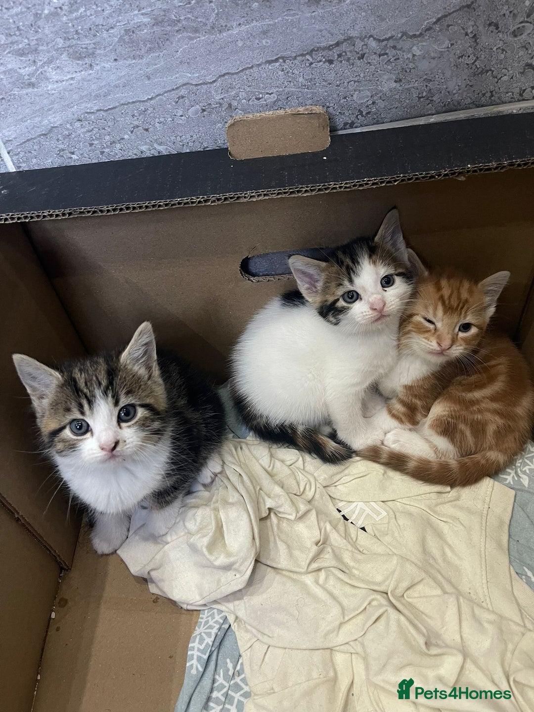 Mixed Breed cats for sale: Beautiful Fluffy Kittens  - Image 7