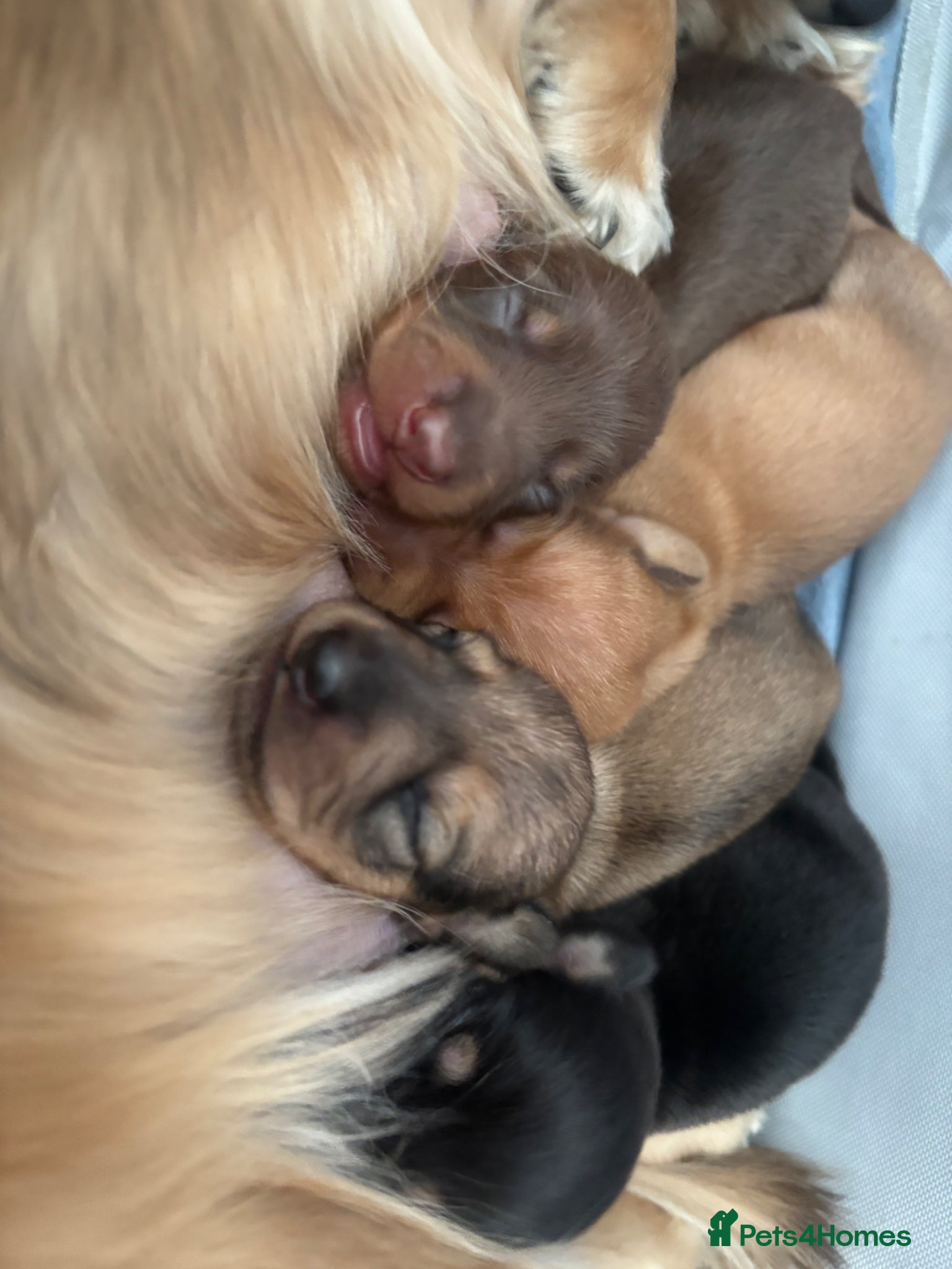 Miniature Dachshund dogs Beautiful Miniature Dachshund Puppies – Ready Soon - Advert 1