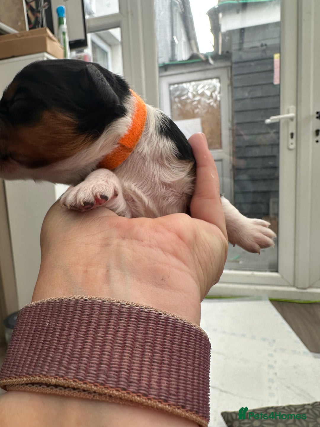 Mixed Breed dogs for sale: Border doodle - Image 25