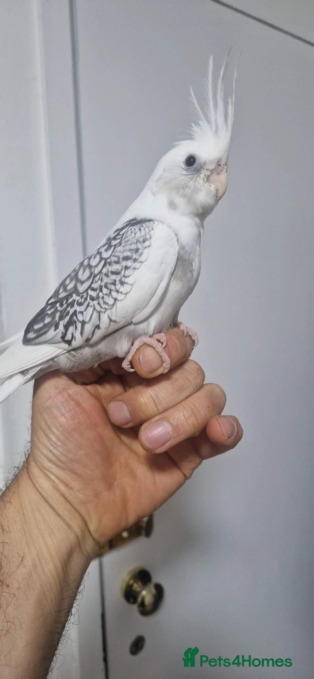 Cockatiels birds for sale: Hand reared baby cockatiels  - Advert 2