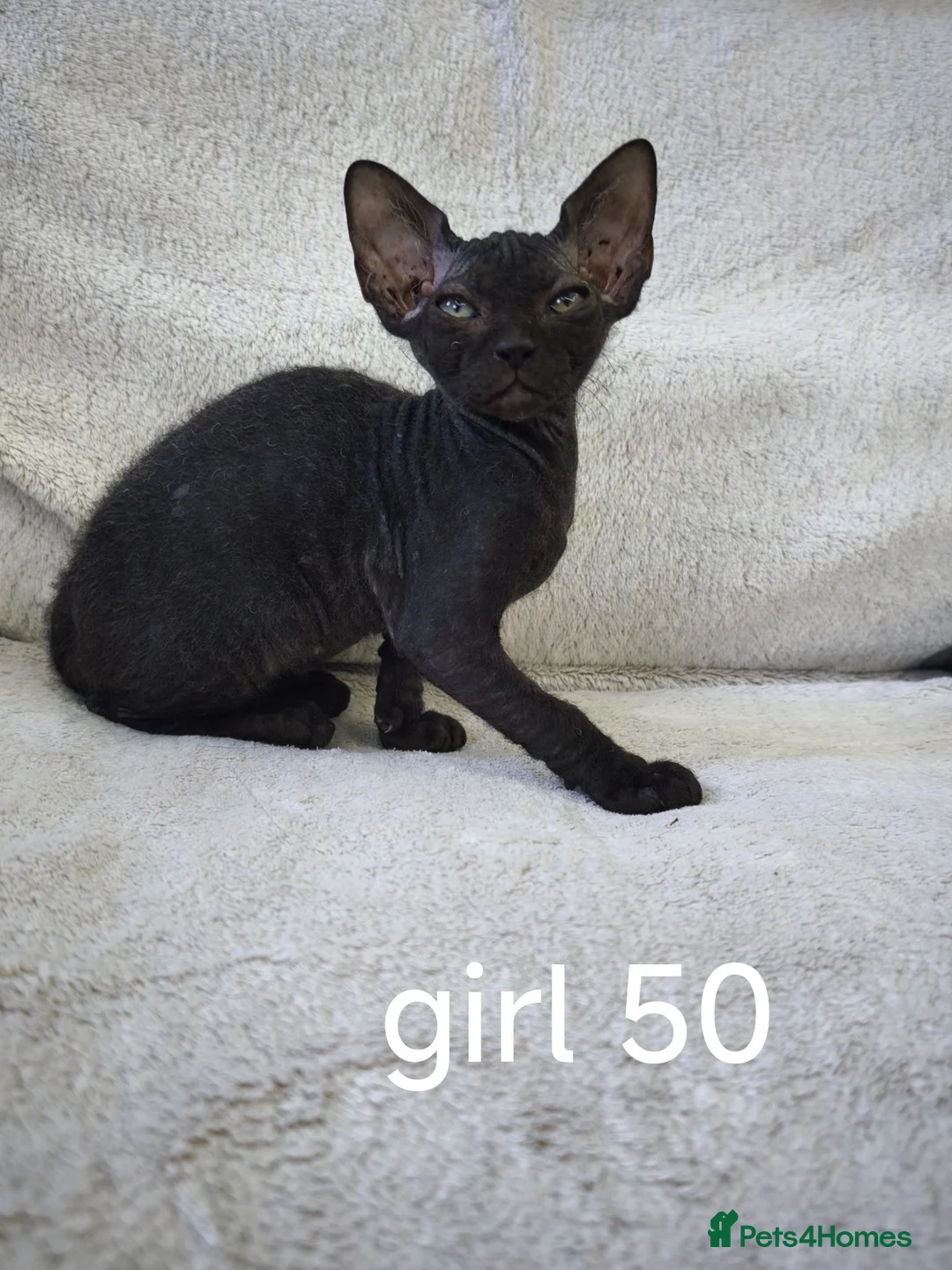 Mixed Breed cats for sale: Mixed sphinx kittens for sale  - Advert 2