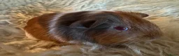 Guinea Pig rodents for sale: Guinea pig Tri coloured baby boars  - Advert 3