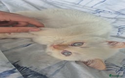 British Shorthair cats for sale: (💙LAST WHITE KITTEN🤍) Stunning Pure BSH kittens  - Advert 9