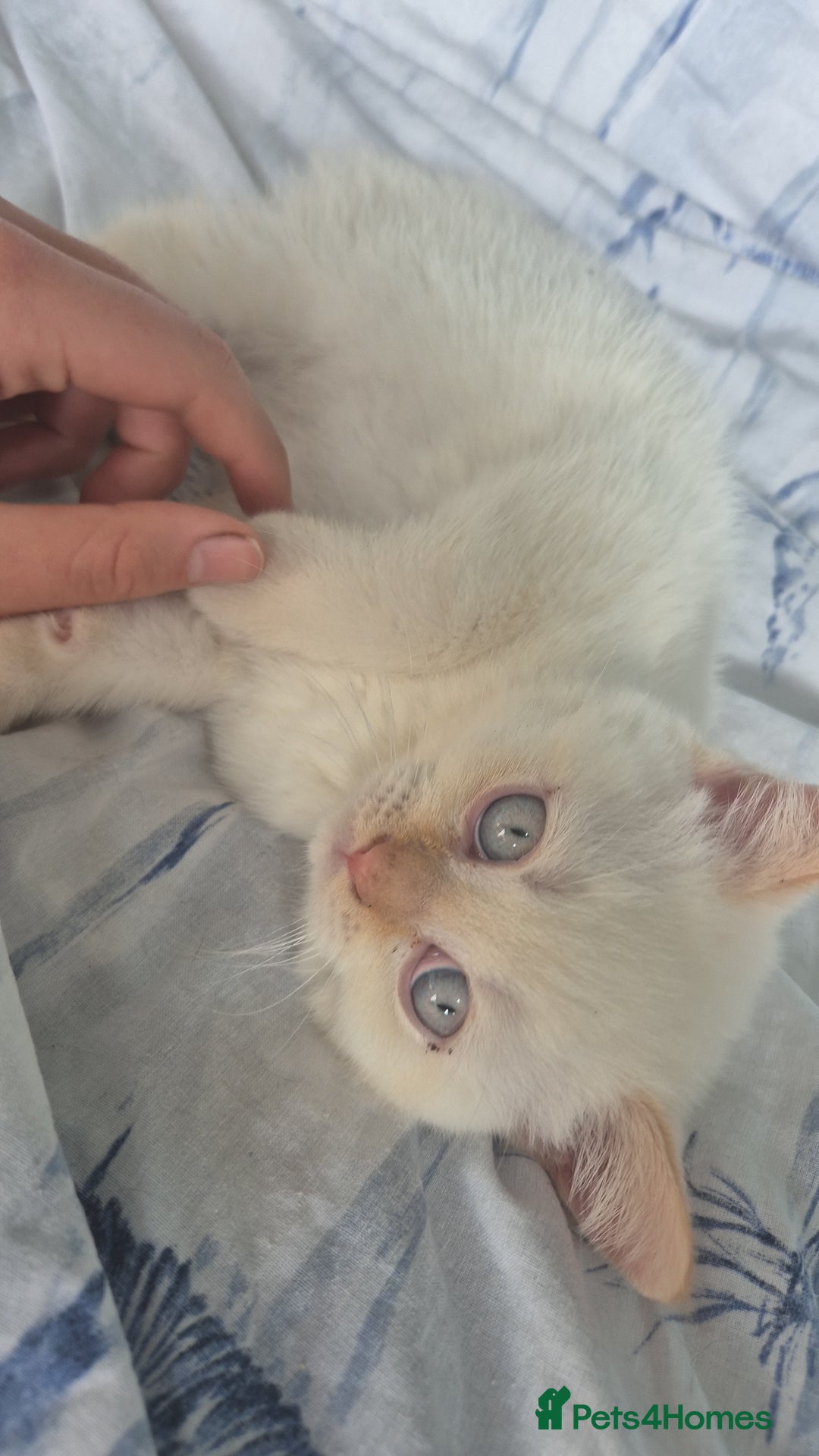 British Shorthair cats for sale: (💙LAST WHITE KITTEN🤍) Stunning Pure BSH kittens  - Advert 9
