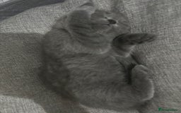 British Shorthair cats for sale: 2 british shorthair and ragdoll mix for sale!  - Image 6