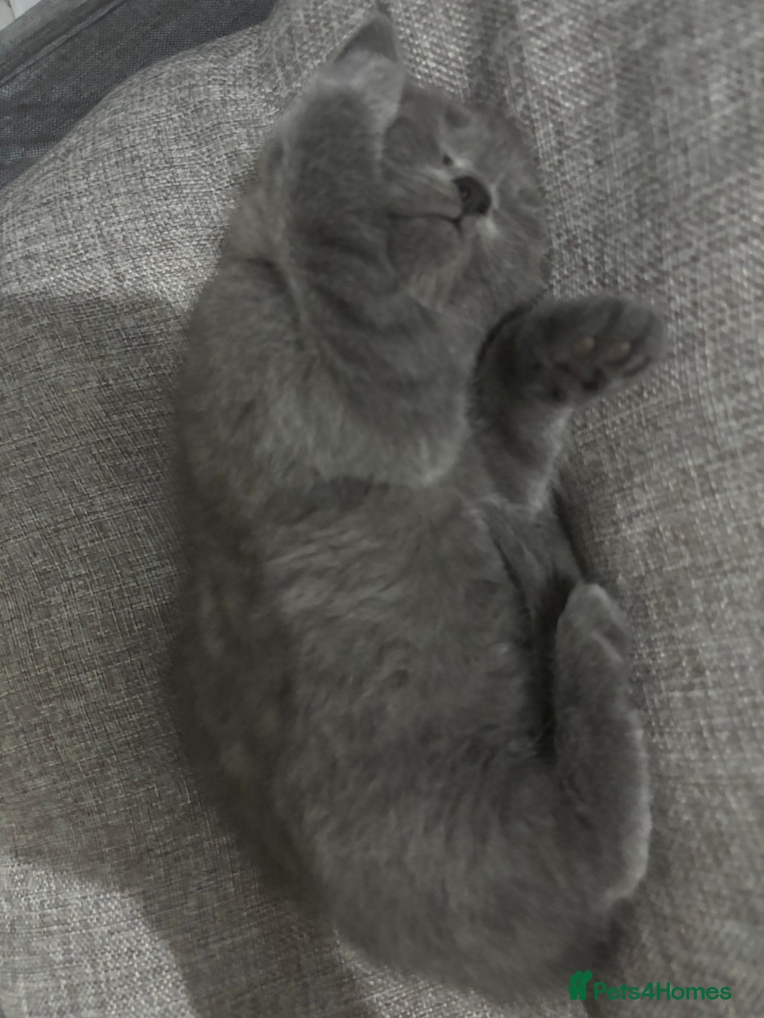 British Shorthair cats for sale: 2 british shorthair and ragdoll mix for sale!  - Image 6