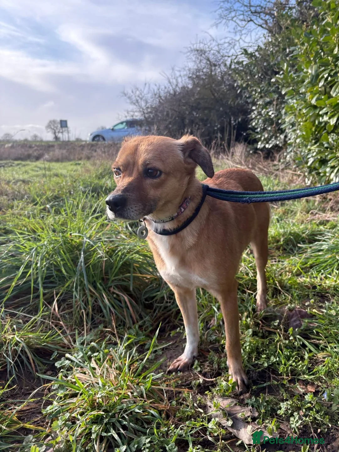Mixed Breed dogs for adoption: Hazel - Norwich Norfolk  - Advert 7